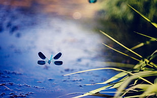 blue and black dragonfly above body of water closeup photography